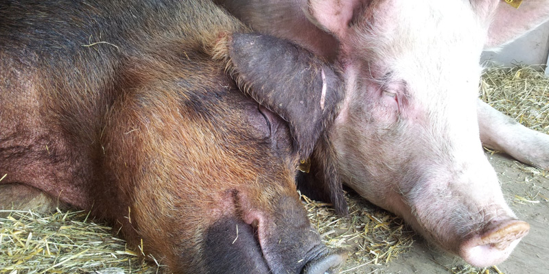 schweine_by_verein_ferkelfroh_01