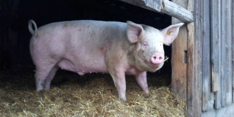 schweine_by_verein_ferkelfroh_02