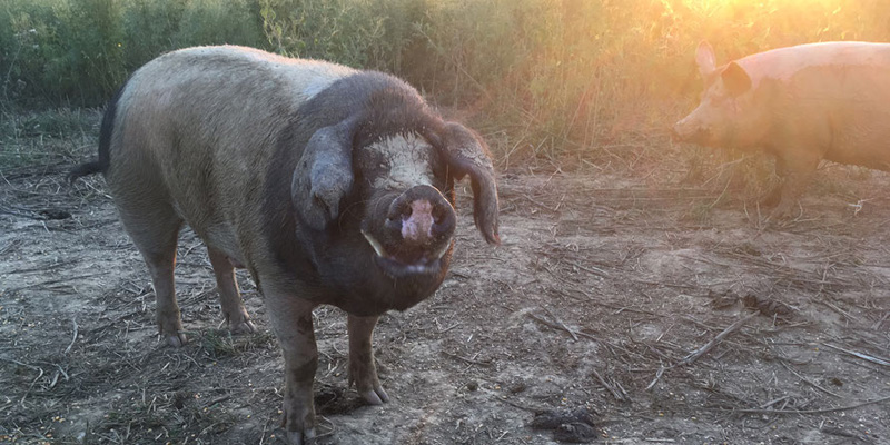 schweine_by_verein_ferkelfroh_03