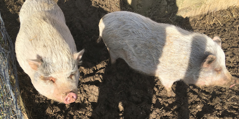 schweine_by_verein_ferkelfroh_04