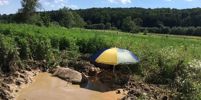 schweine_by_verein_ferkelfroh_05